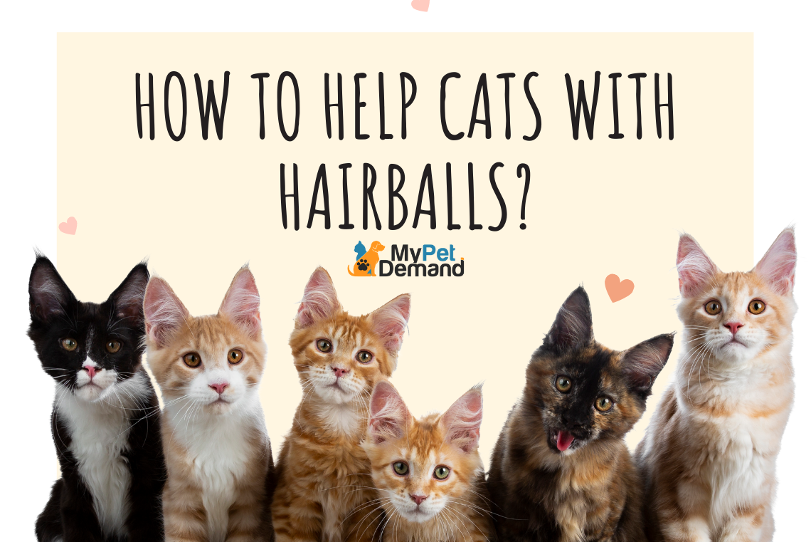 Tips & Tricks: How to Help Cats With Hairballs?